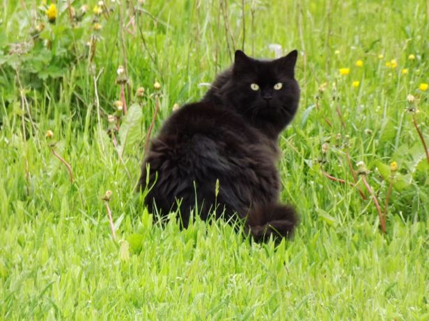 1280px-black_pussy_-_panoramio