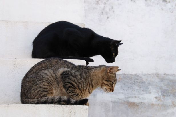 1280px-cats_august_2010-2