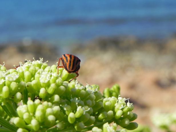 11864855_10153379312800860_1495515793530435717_o