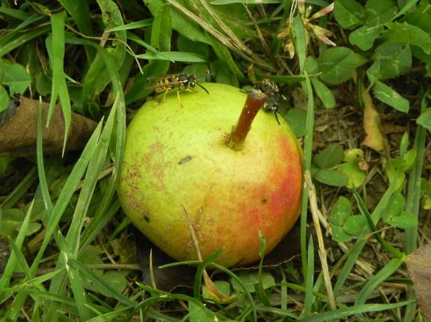 14991472_10154457760840860_3200868481878606245_o